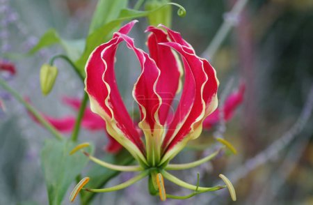 Photo for Beautiful climbing red Lily Rothschildiana, with scientific name Gloriosa superba - Royalty Free Image