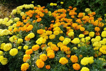 Foto de Una extensión de flores amarillas y anaranjadas de caléndula en plena floración en el verano - Imagen libre de derechos