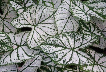 Téléchargez les photos : Belles feuilles veinées blanches et vertes de Caladium White Christmas - en image libre de droit