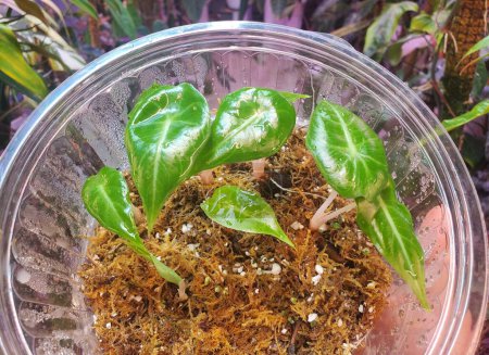 The small baby plants of Alocasia Morocco propagated inside of a clear container with sphagnum moss