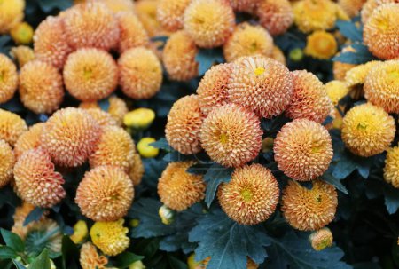 Photo for The orange color Pompon mum 'Kelvin Mandarin' flowers at full bloom - Royalty Free Image