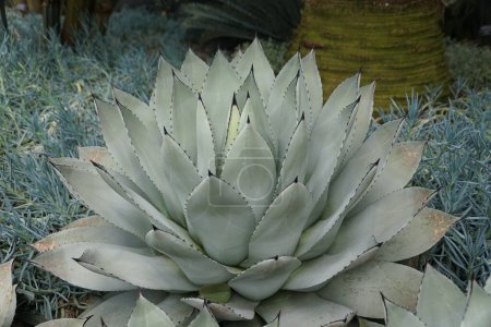 Photo for The pale green leaves of Parry Agave, a large cactus plant - Royalty Free Image