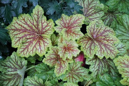 Beautiful green and red veined leaves of Coralbells 'Red Lightning'
