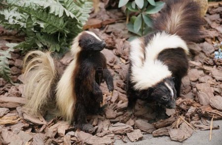 Photo for Close up of two skunks on the ground - Royalty Free Image