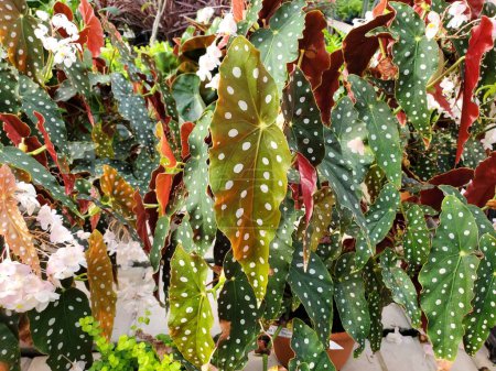 Téléchargez les photos : Une propagation de belles feuilles de Polka Dot Begonia, également connu sous le nom de Begonia Maculata - en image libre de droit