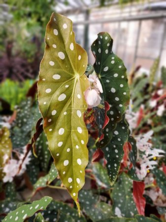 Close up of the leaf of Polka Dot Begonia, also known as Begonia Maculata