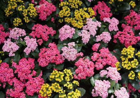 The mixed of the tiny yellow, pink and, purple Kalanchoe Blossfeldiana flowers