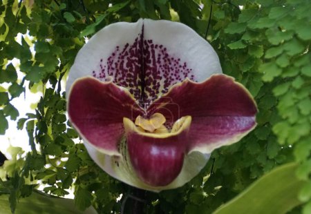 Nahaufnahme der runden und dunkelroten Blüte von Phragmipedium Precocious Marie Orchidee