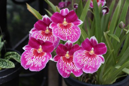 Gros plan de l'orchidée Miltoniopsis Martin Orenstein Shirley P pourpre clair et foncé
