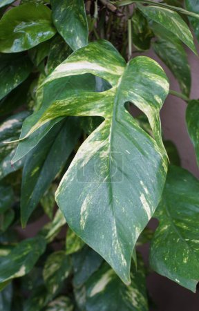 La hoja madura de Epipremnum Pinnatum Flame, una popular planta tropical