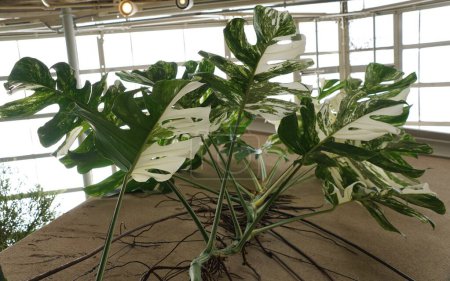 The view from the bottom of the fully grown and highly variegated Monstera Albo Borsigiana plant
