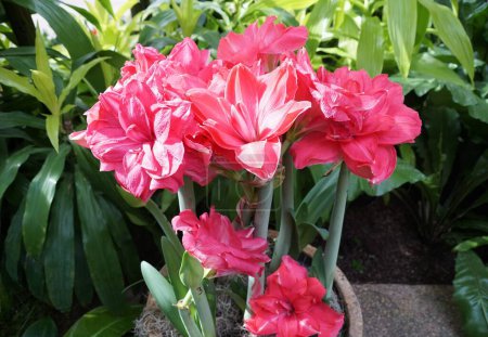 The bright pink 'Candy Nymph' amaryllis flower at full bloom