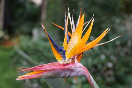 Gros plan de la plante à fleurs colorée 'Birds of Paradise'