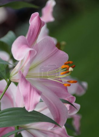 Photo for Closeup of a pink and white oriental-trumpet lily 'Tabledance' flower - Royalty Free Image
