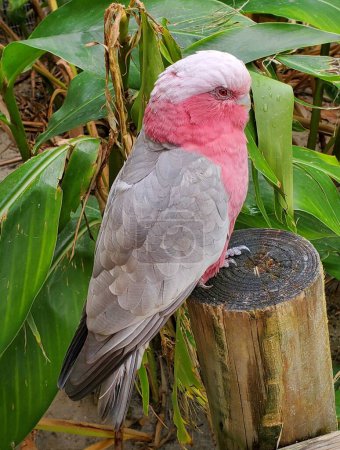A beautiful pink and white color of Eastern Galah bird, with scientific name Eolophus roseicapilla