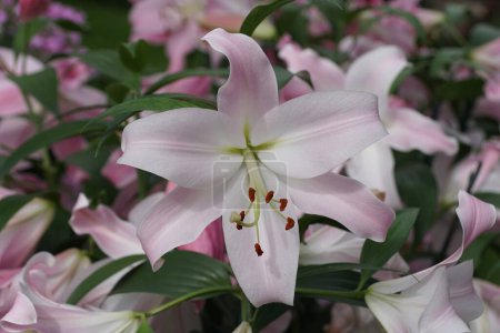 Photo for A light pink and white oriental-trumpet lily 'Tabledance' flower - Royalty Free Image