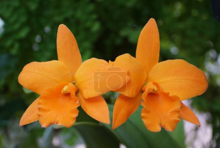 The orange color of Ryhncattleanthe 'Fuchs Orange Nugget Lea' orchids