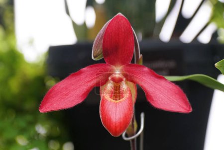 Closeup of the bright red Phragmipedium Andean Fire orchid at full bloom