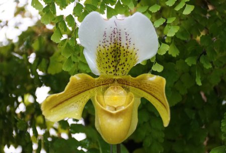 Gros plan de la couleur blanche et jaune de l'orchidée Paphiopedilum Beatrice à pleine floraison
