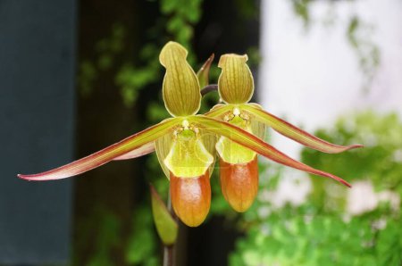 Nahaufnahme der gelben und roten Phragmipedium Hybrid Orchidee in voller Blüte