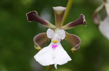 Nahaufnahme der schwarz-weißen Blüte der Encyclia Cordigera Orchidee in voller Blüte