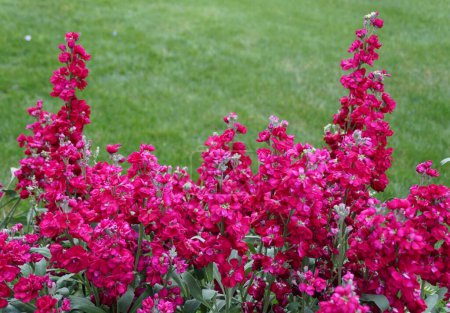 La couleur rose vif de Stock 'Katz Ruby' fleurs, avec le nom scientifique Matthiola incana