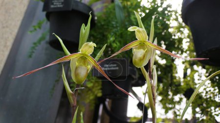 Nahaufnahme der gelben und roten Phragmipedium longifolium Orchideen in voller Blüte