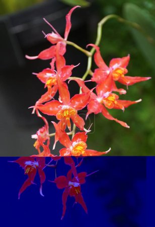 Belle couleur rouge des orchidées Oncidium Brackenhurst