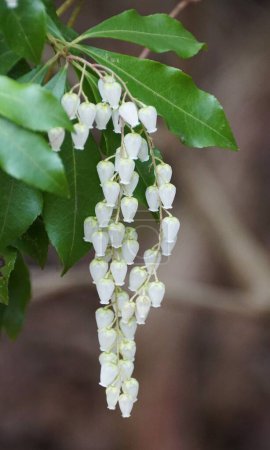 Closeup of the tiny white flowers of Japanese Pieris