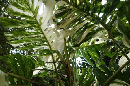 The view underneath the variegated leaves of Monstera Borsigiana Albo
