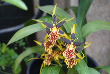 Beautiful yellow and red flowers of Brascidostele Gilded Tower 'Hilo Ablaze' orchids