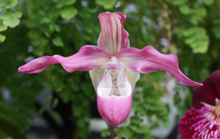 Schöne hellrosa Blume der Phragmipedium Hybrid Orchidee in voller Blüte