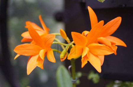 Photo for Beautiful orange flowers of Cattlianthe Trick or Treat NN orchids - Royalty Free Image