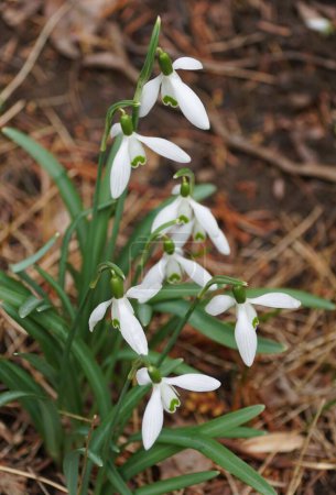 Closeup of the tiny white flowers of Snowdrop with scientific name Galanthus nivalis