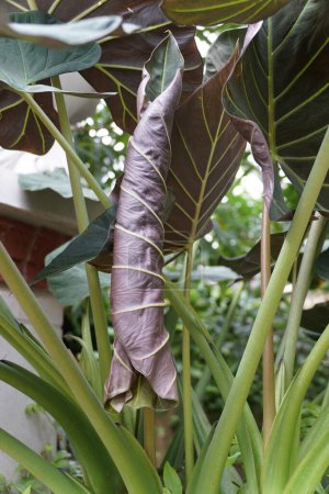Closeup of the new and unfurled leaf of Alocasia Regal Shield