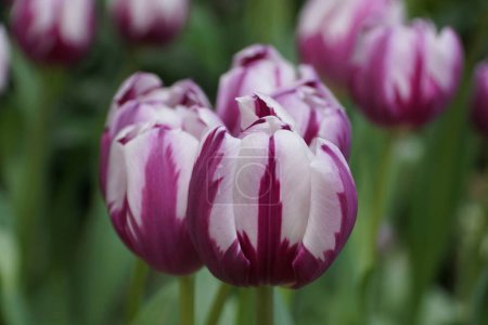 Photo for Beautiful purple and white Triumph Tulip 'Rems Favorite' flower at full bloom - Royalty Free Image