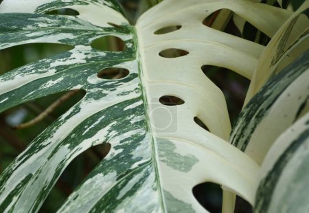 Closeup of the highly variegated leaves of Monstera Borsigiana Albo