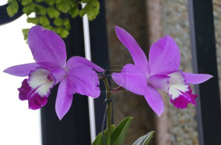 Photo for Beautiful purple flowers of Cattleya Love Knot - Royalty Free Image