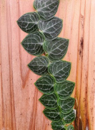 Foto de Primer plano de las hojas de color verde oscuro de Rhaphidophora Cryptantha, una planta rara y herpes zóster - Imagen libre de derechos