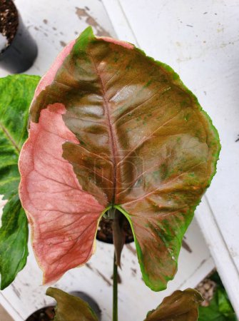 Closeup of a beautiful pink and dark green marbled leaf of Syngonium Strawberry Ice