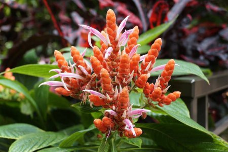 Closeup of the cluster of pink and orange flowers of Aphelandra Sinclairiana