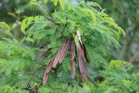 Les longues gousses de graines brunes du Leucaena leucocephala, également connu sous le nom de rivière Tamarind