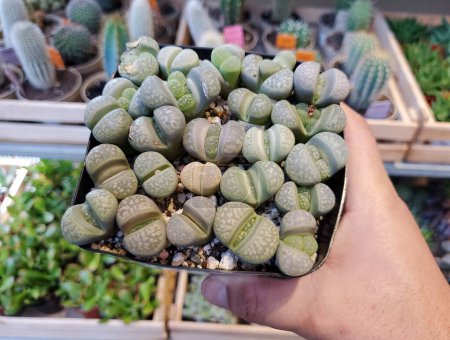 Light green colors of Lithops plant, also known as the living stones