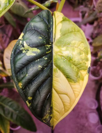 Stunning yellow and green half-moon leaf of Alocasia Dragon Scale variegated plant