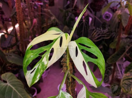 The white and green leaves of variegated Monstera Adansonii, a rare and expensive tropical houseplant