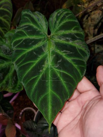 Ein schönes dunkelsamtiges grünes Blatt von Philodendron Verrucosum, einer beliebten Zimmerpflanze