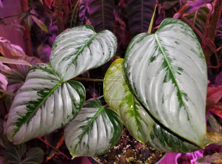 Die schönen grünen und silbernen Blätter von Philodendron Sodiroi