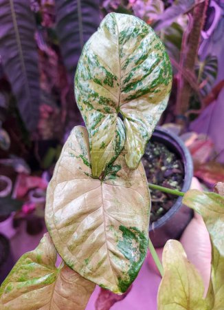 Close up of the variegated leaves of Syngonium Green Speckled