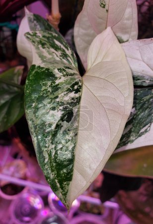 Beautiful white and dark green half-moon leaf of Syngonium Podophyllium Albo variegated plant