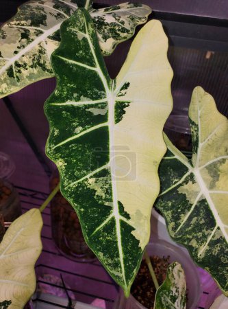Beautiful white and green marbled leaves of Alocasia Frydek variegated, a rare and popular tropical plant